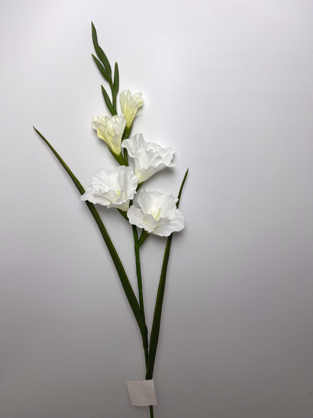 5-Bloom Gladiolus