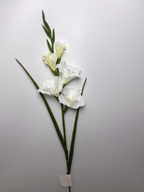 5-Bloom Gladiolus