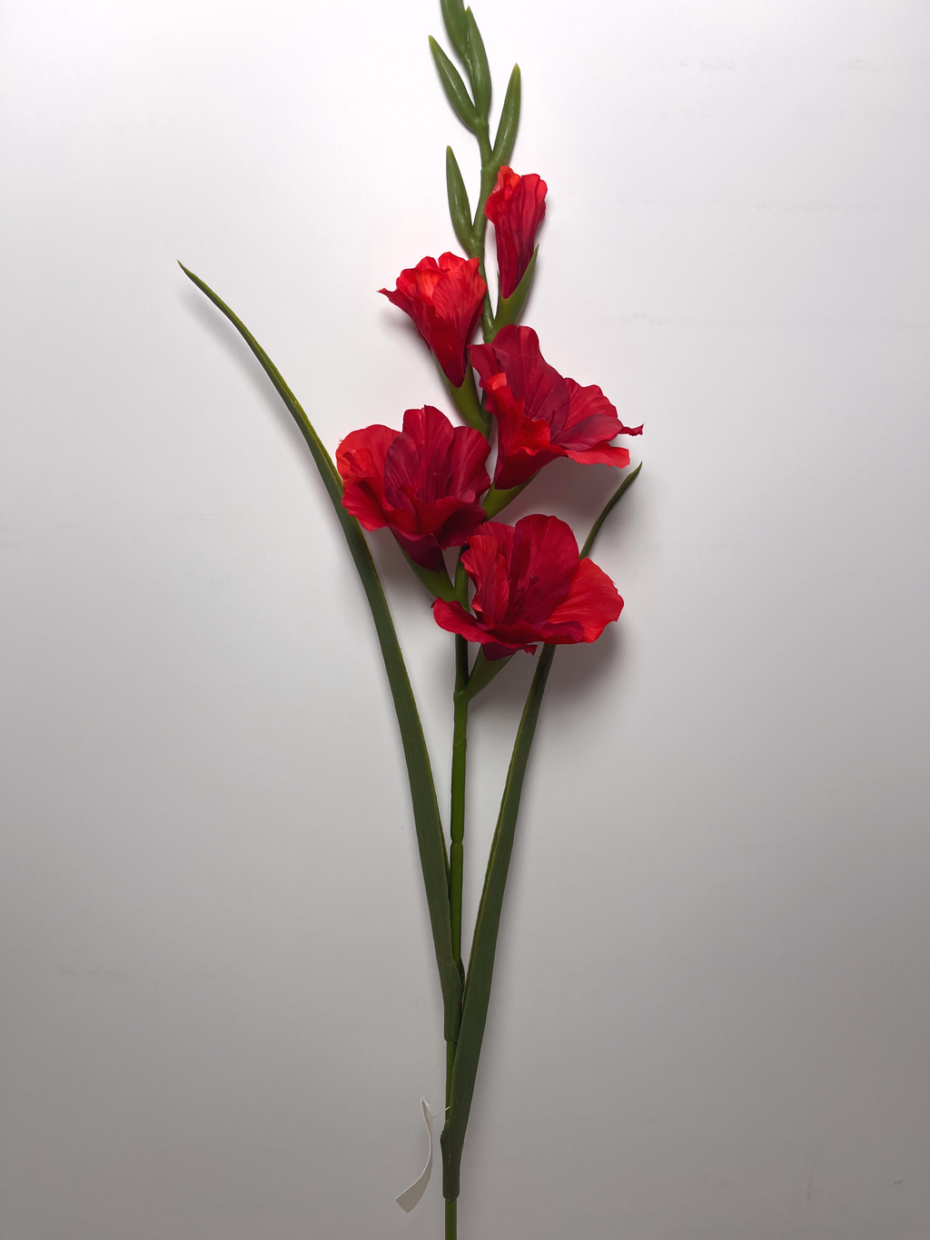 5-Bloom Gladiolus