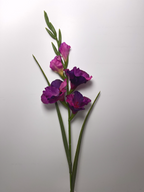 5-Bloom Gladiolus