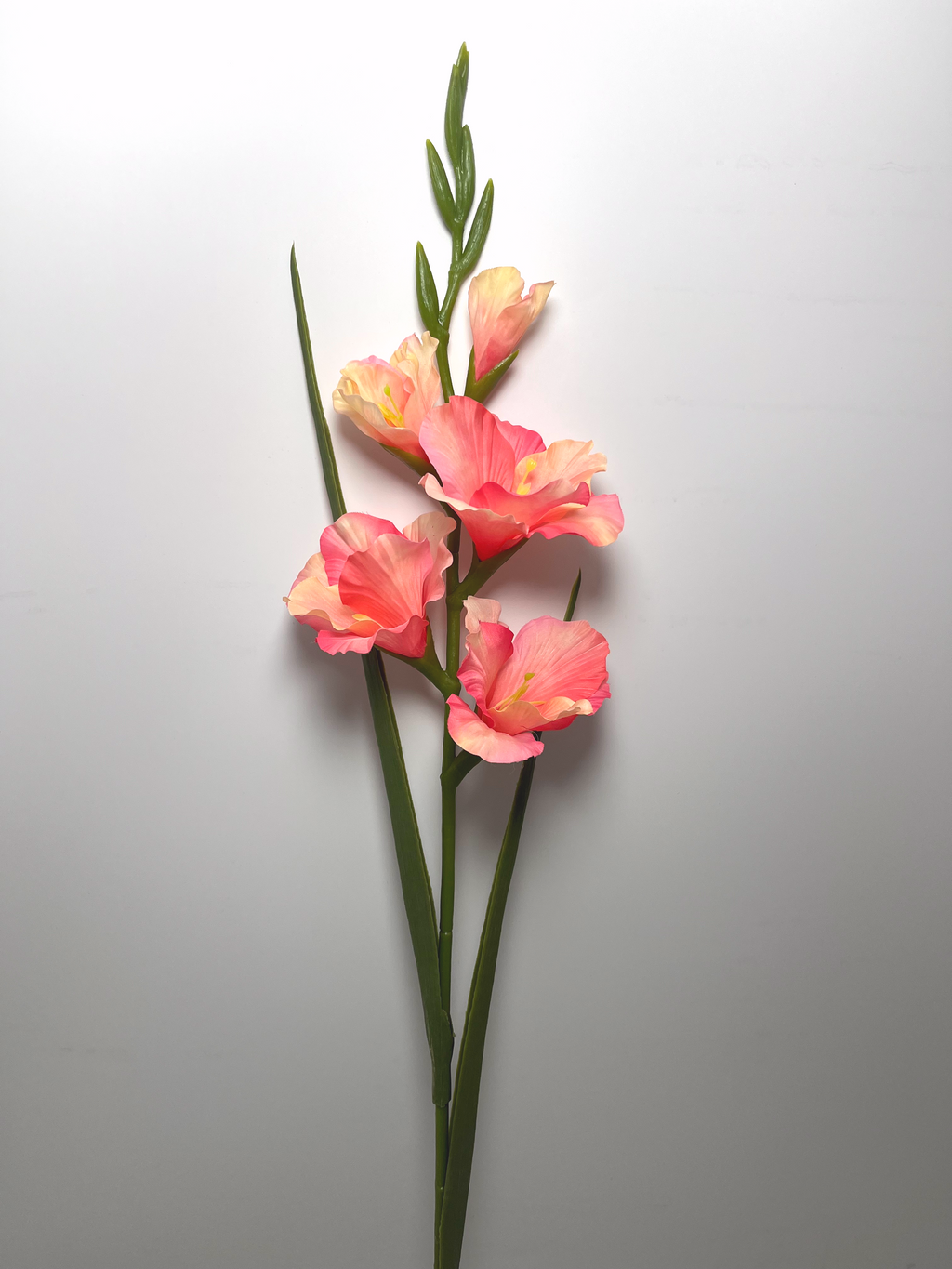 5-Bloom Gladiolus