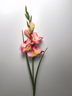 5-Bloom Gladiolus