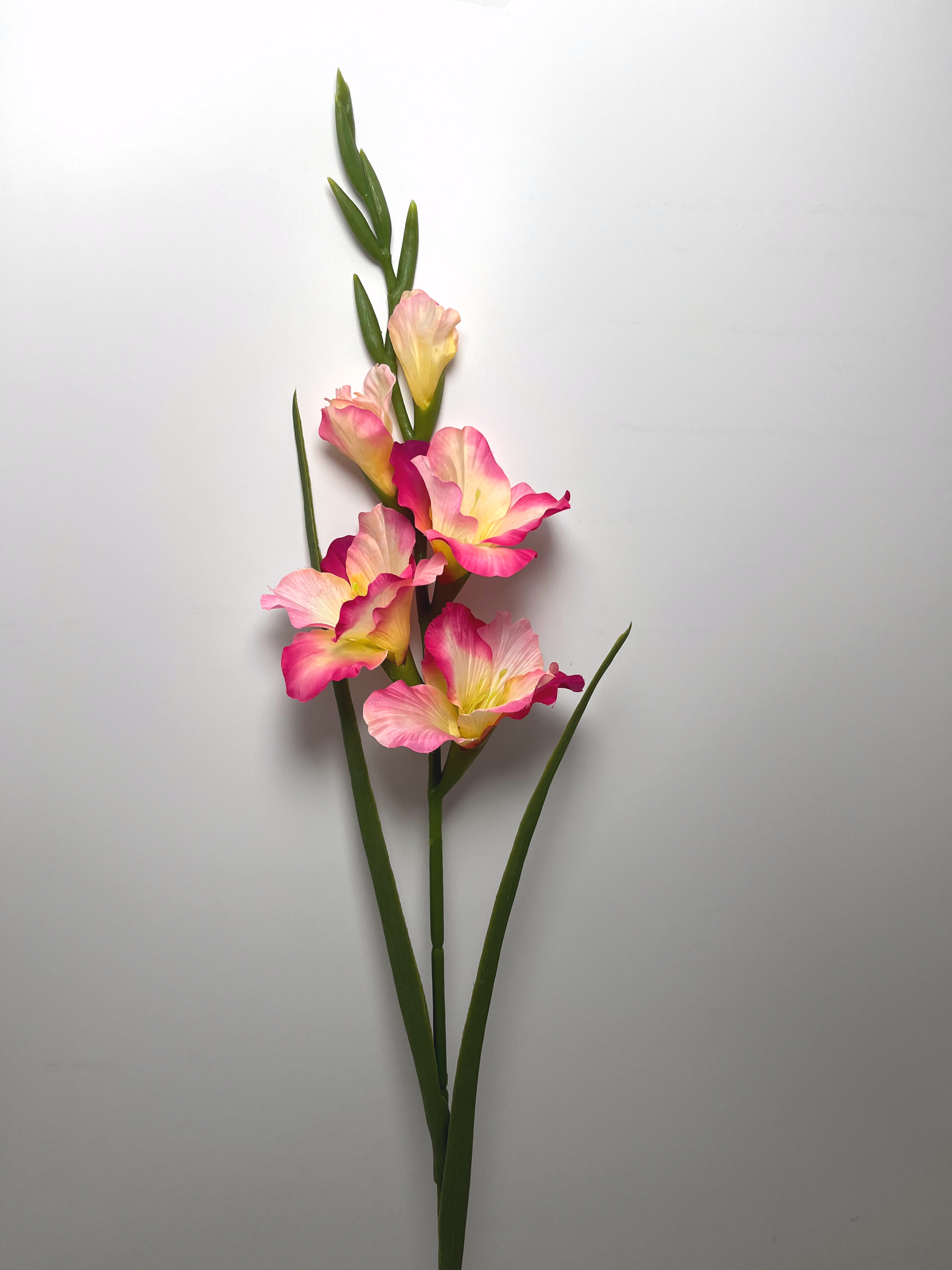 5-Bloom Gladiolus