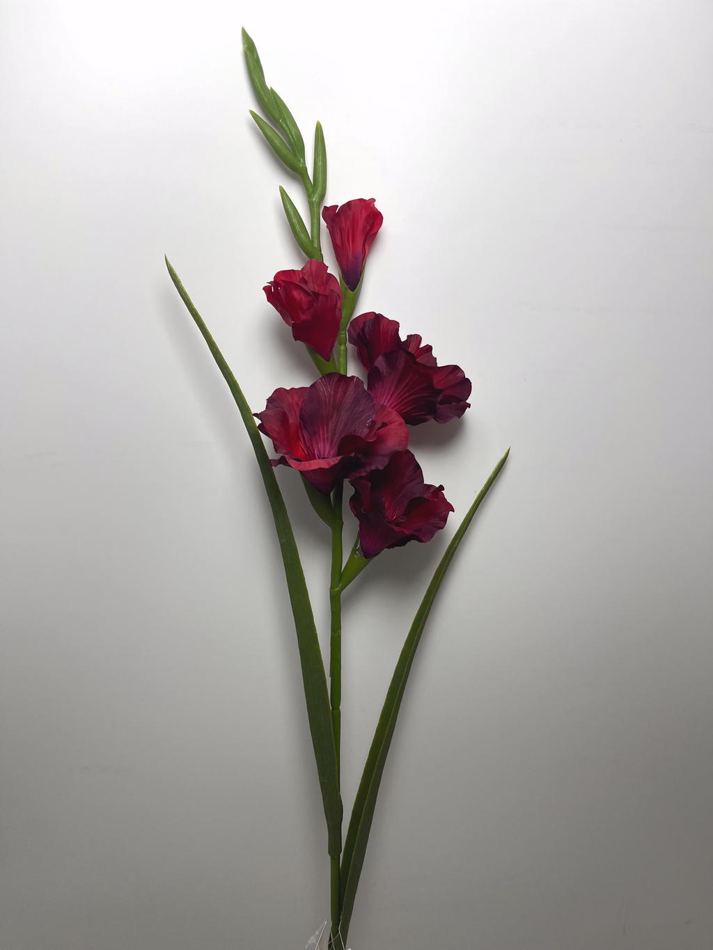 5-Bloom Gladiolus