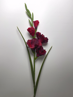 5-Bloom Gladiolus