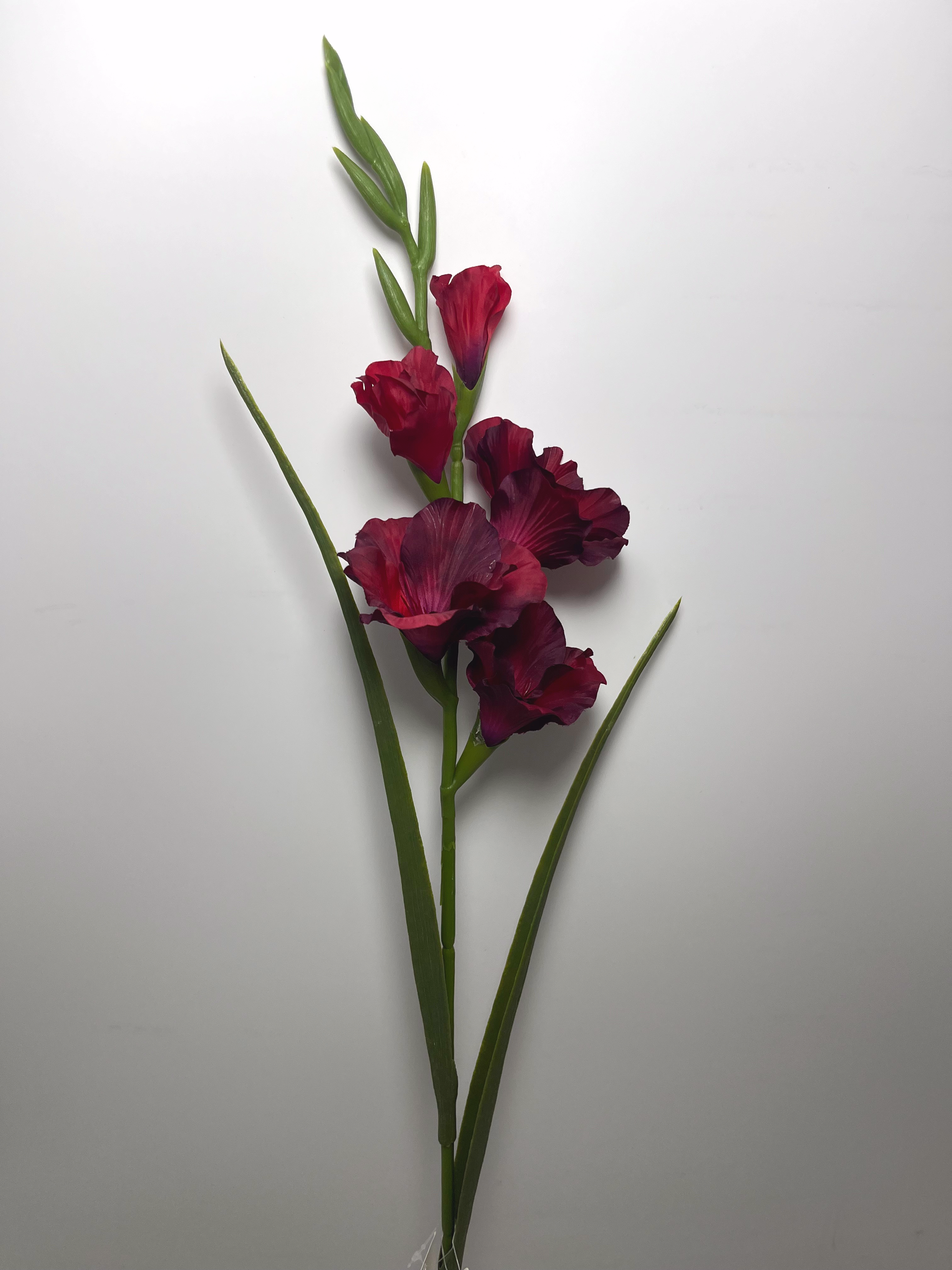 5-Bloom Gladiolus