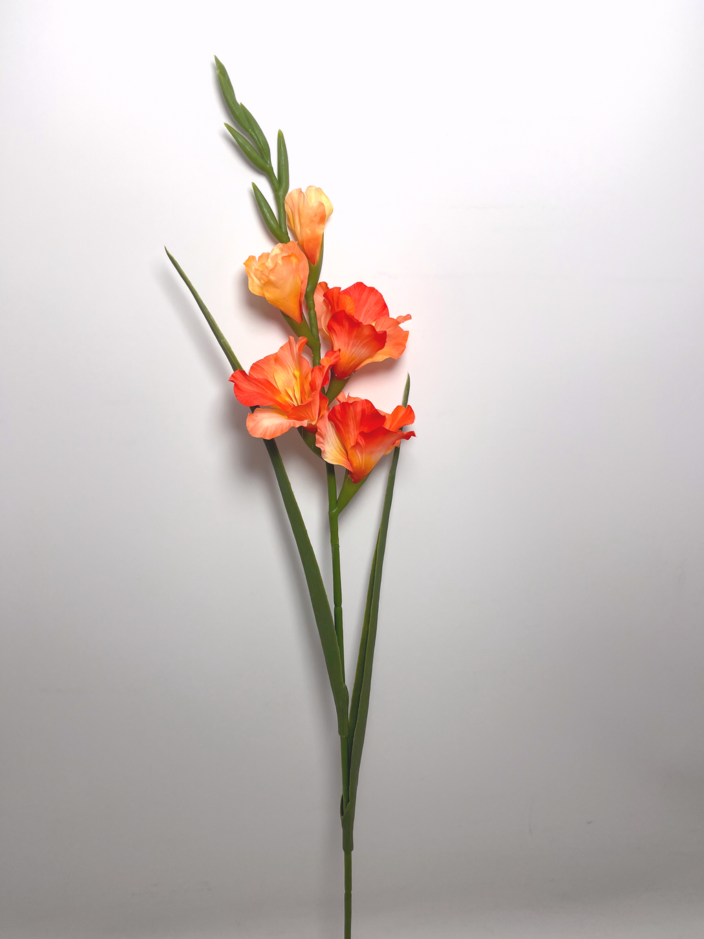 5-Bloom Gladiolus
