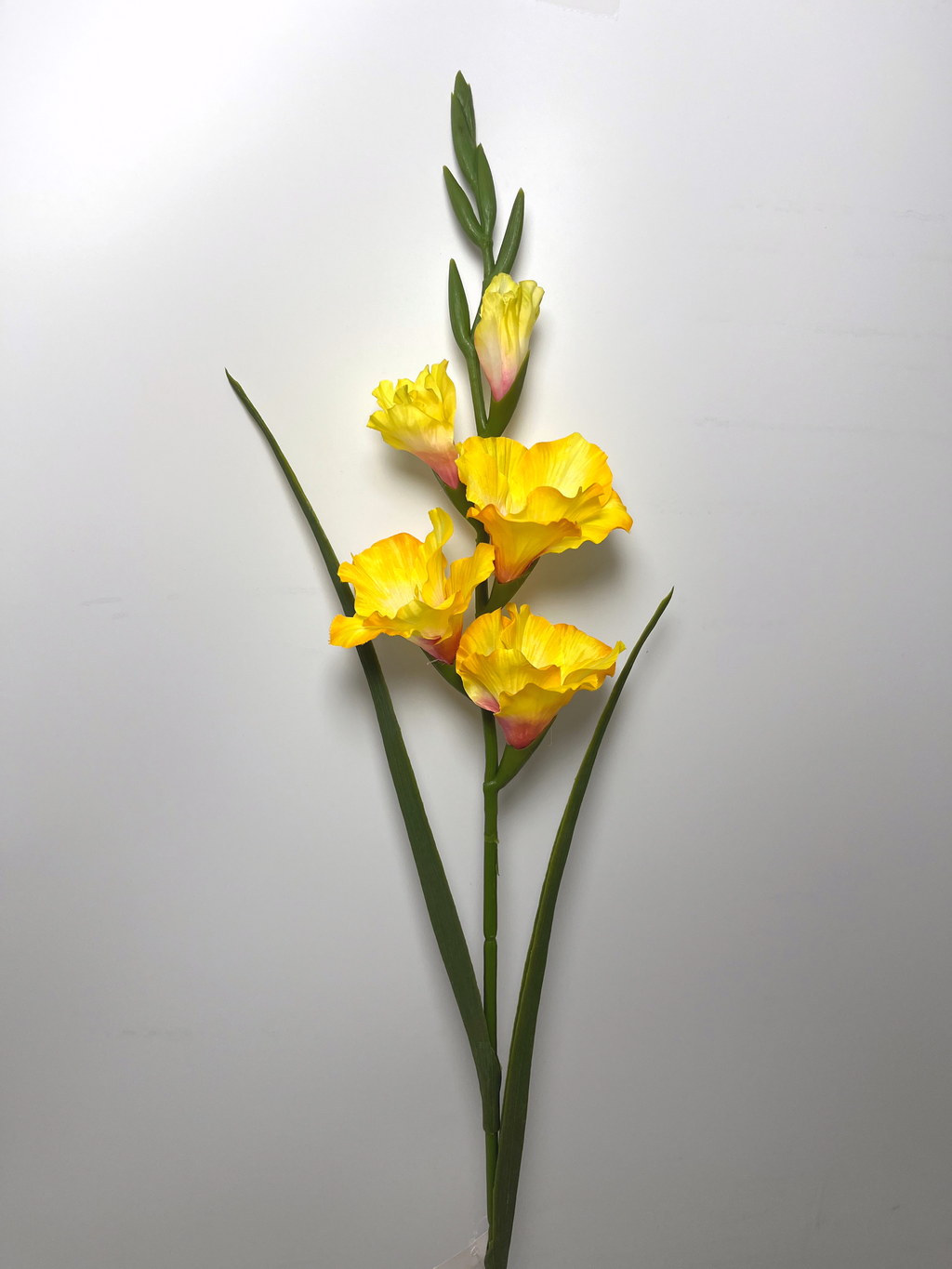 5-Bloom Gladiolus