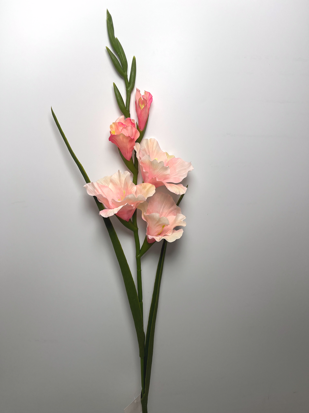 5-Bloom Gladiolus