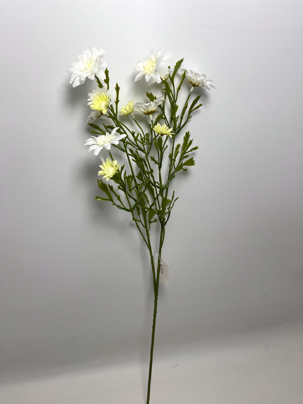 12-Bloom Daisy