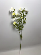 12-Bloom Daisy