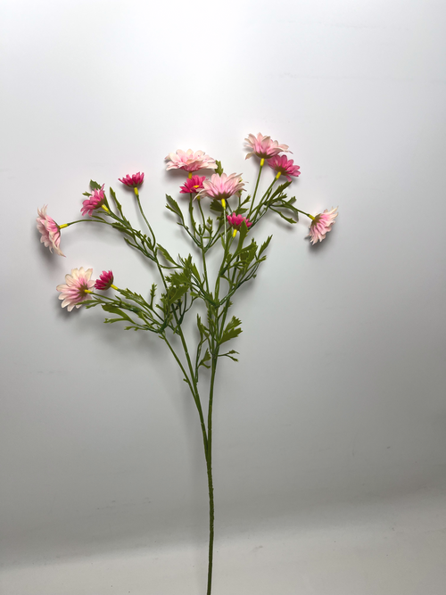 12-Bloom Daisy