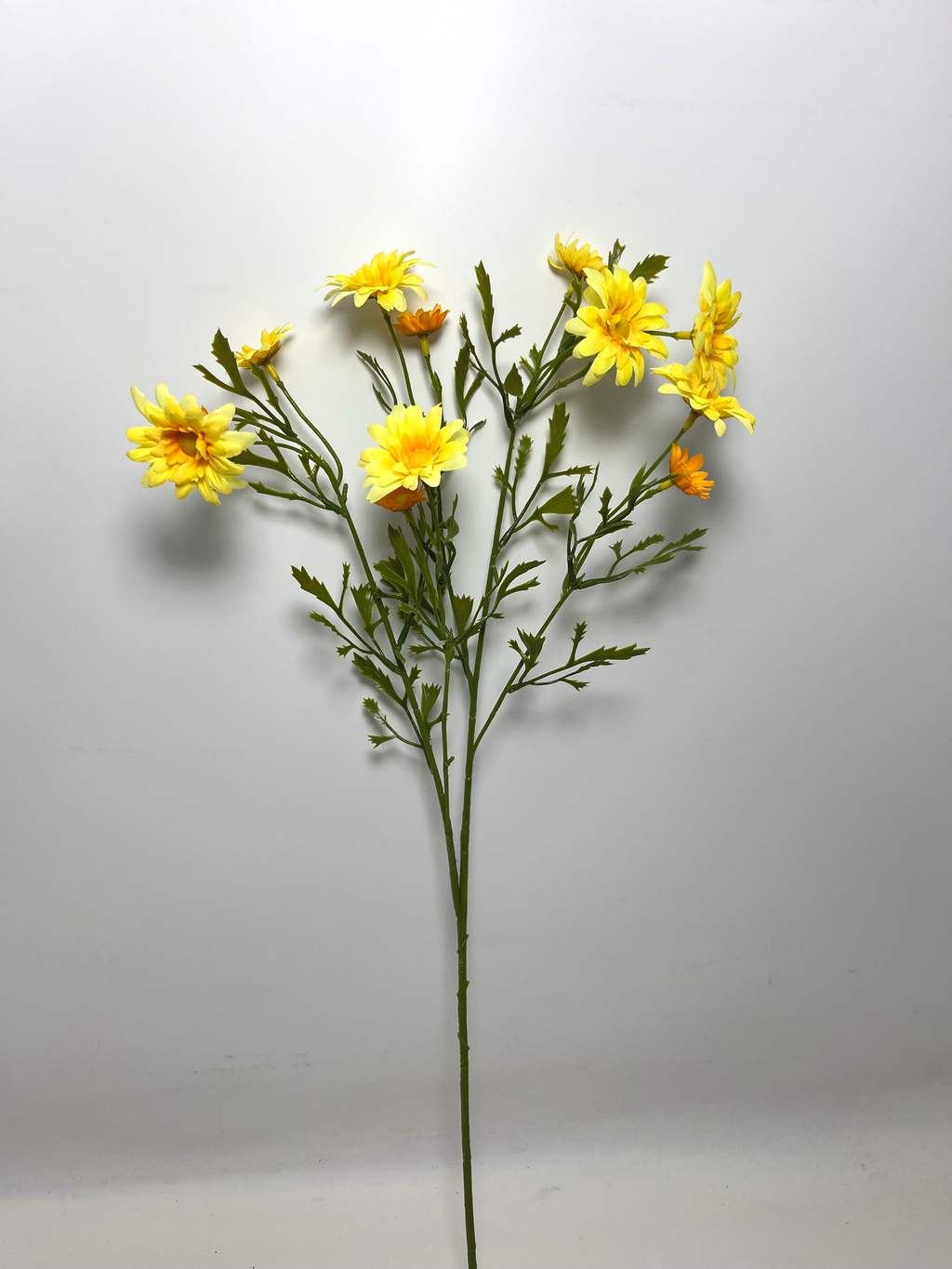 12-Bloom Daisy