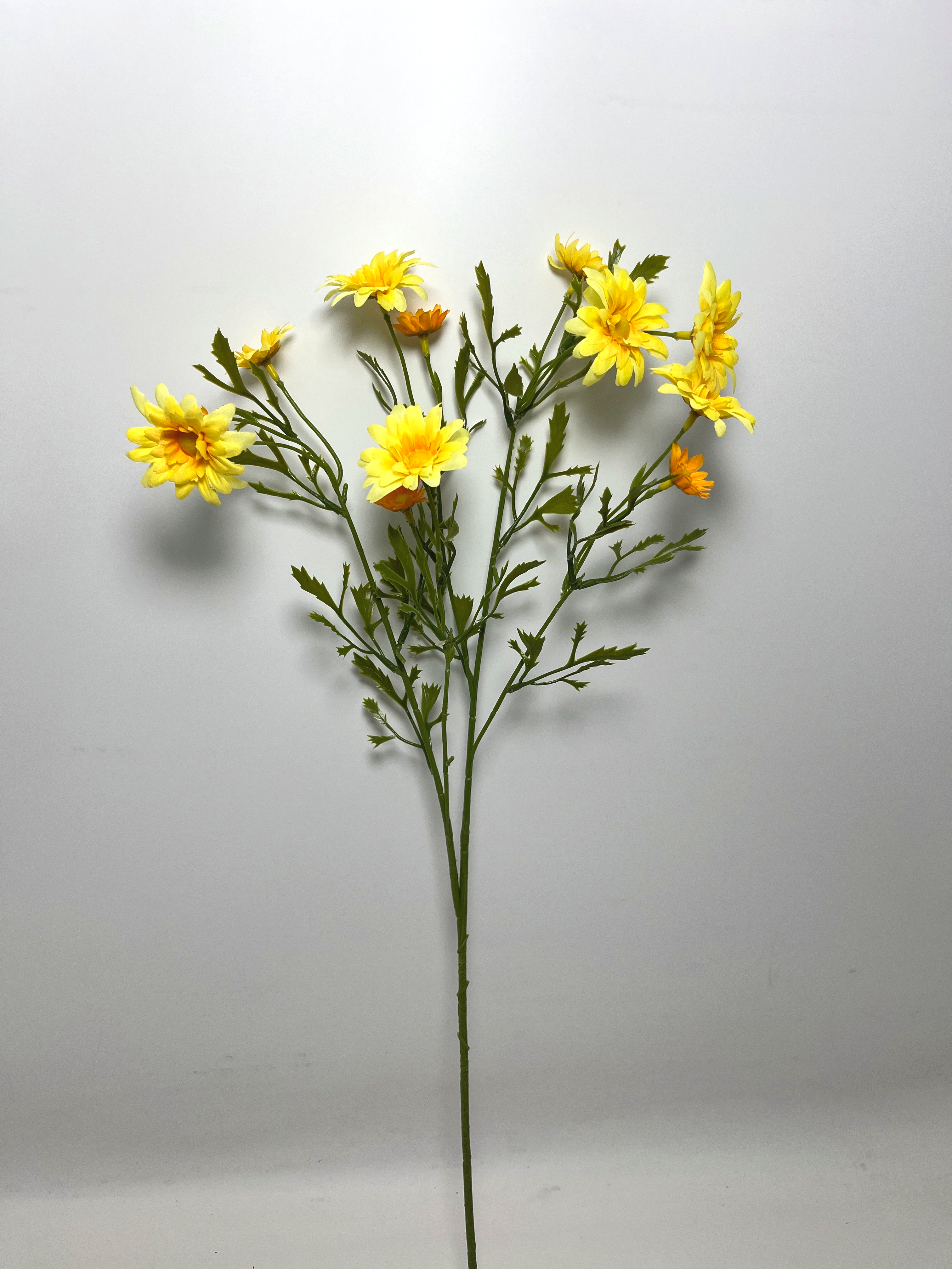 12-Bloom Daisy