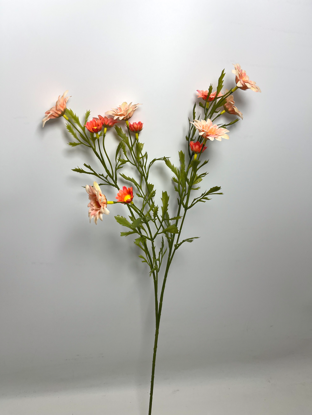 12-Bloom Daisy