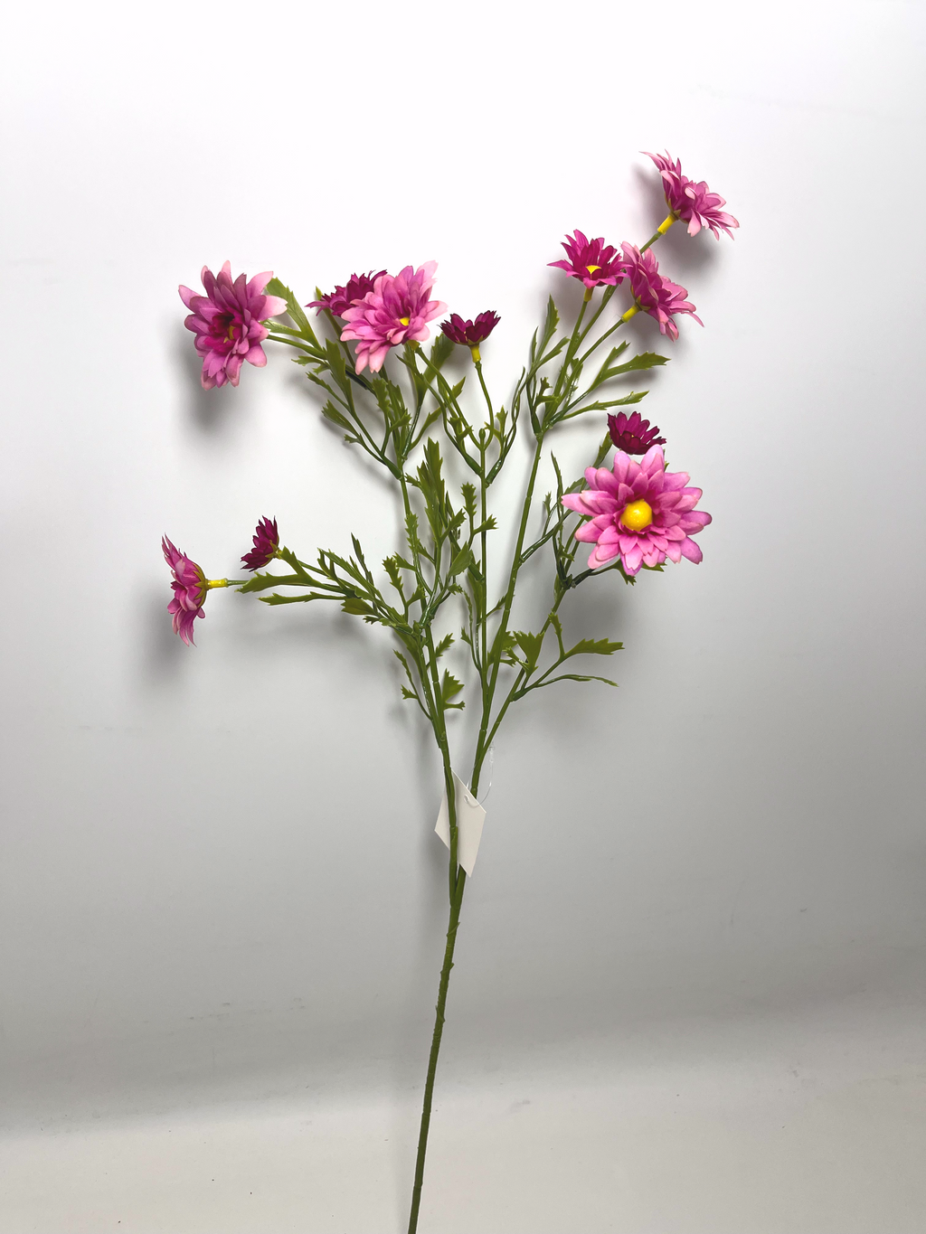 12-Bloom Daisy