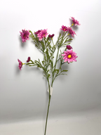 12-Bloom Daisy