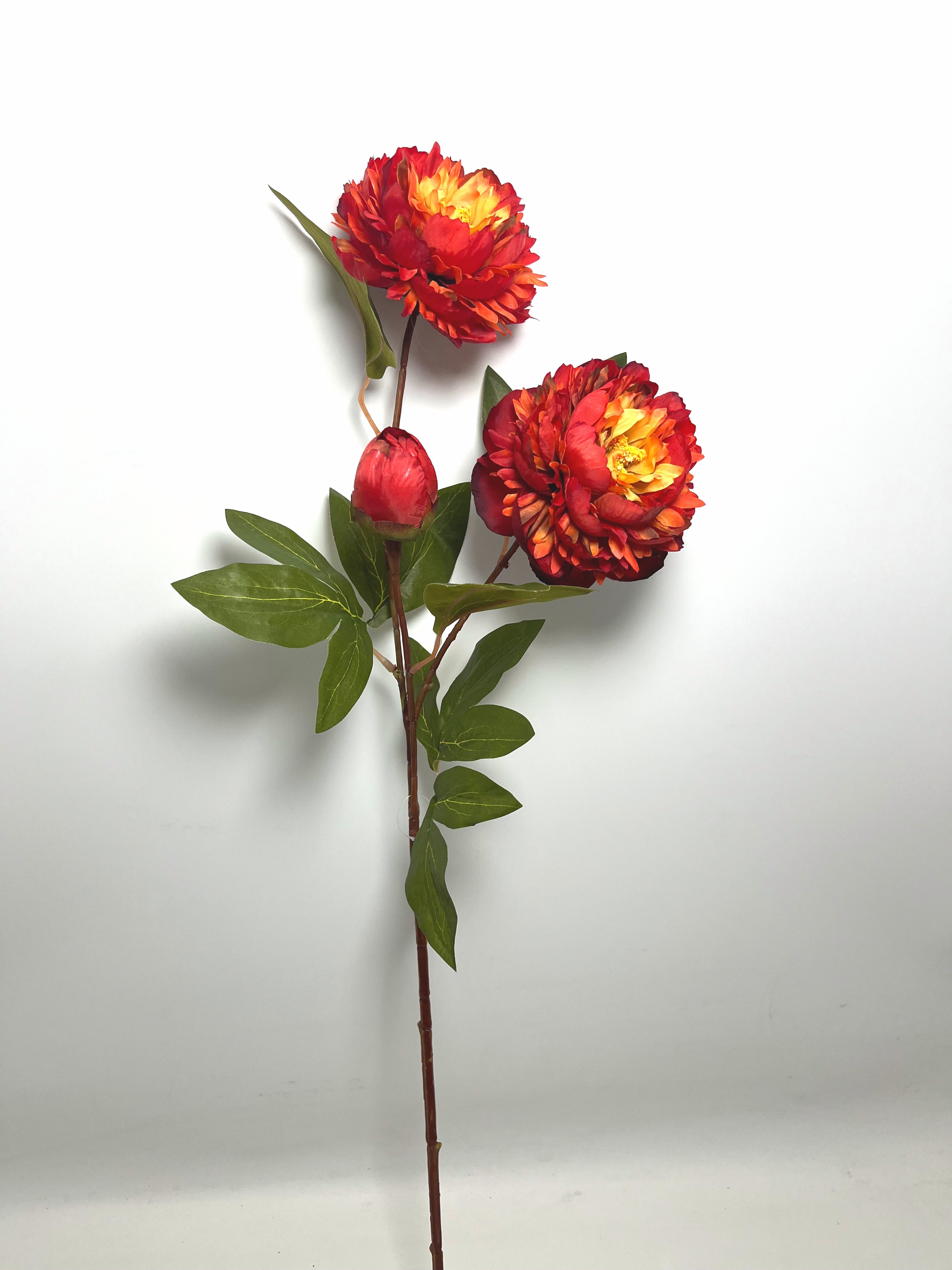 3-Bloom Peony