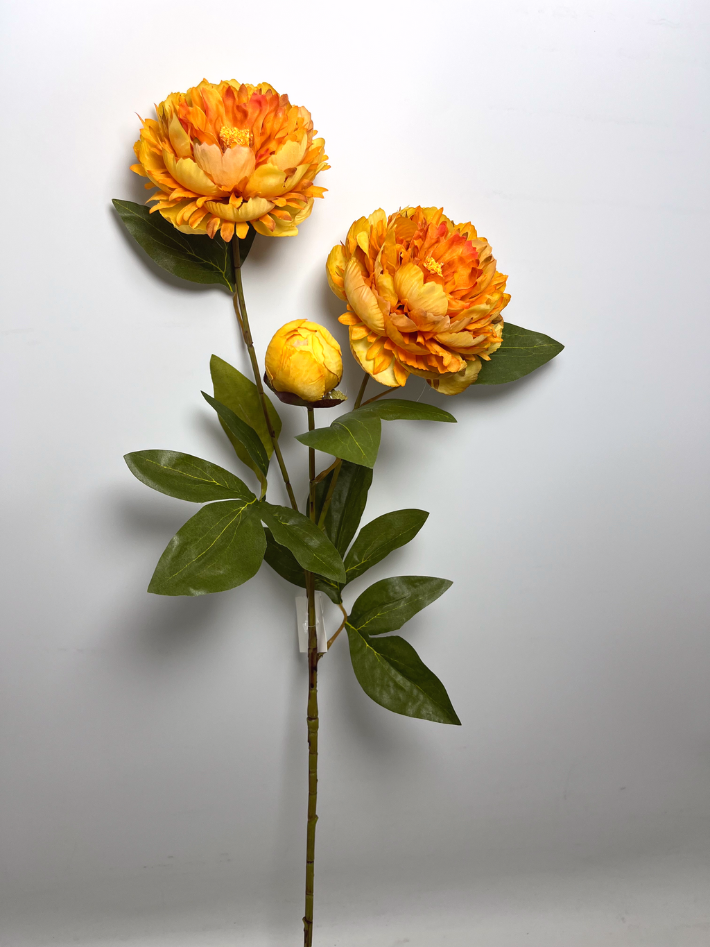 3-Bloom Peony