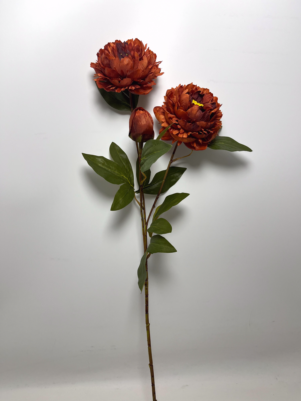 3-Bloom Peony