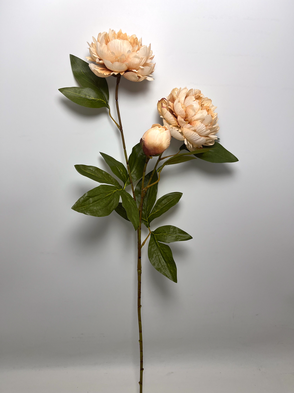 3-Bloom Peony