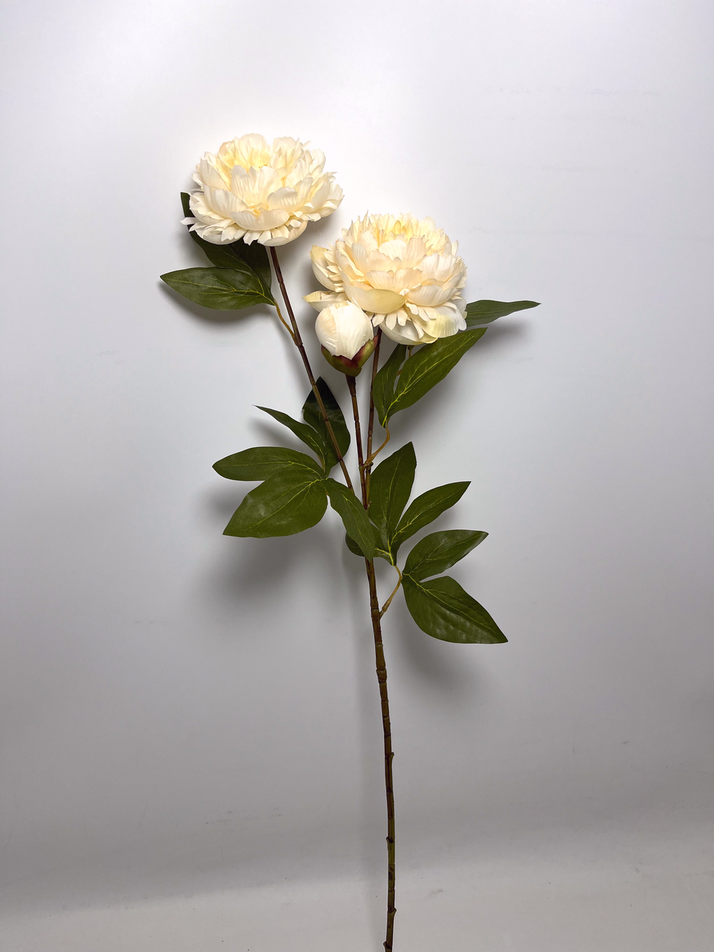 3-Bloom Peony