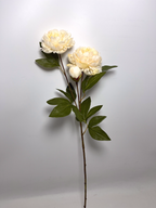 3-Bloom Peony