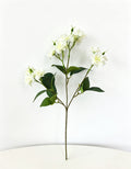 Multi-Bloom Jasmine