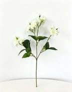 Multi-Bloom Jasmine