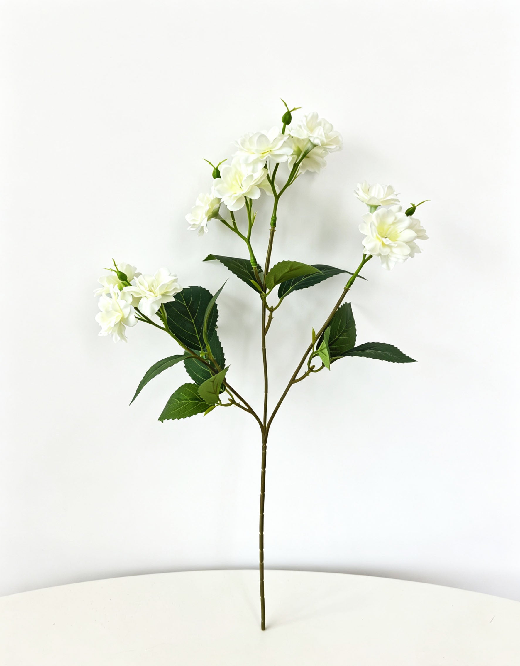 Multi-Bloom Jasmine