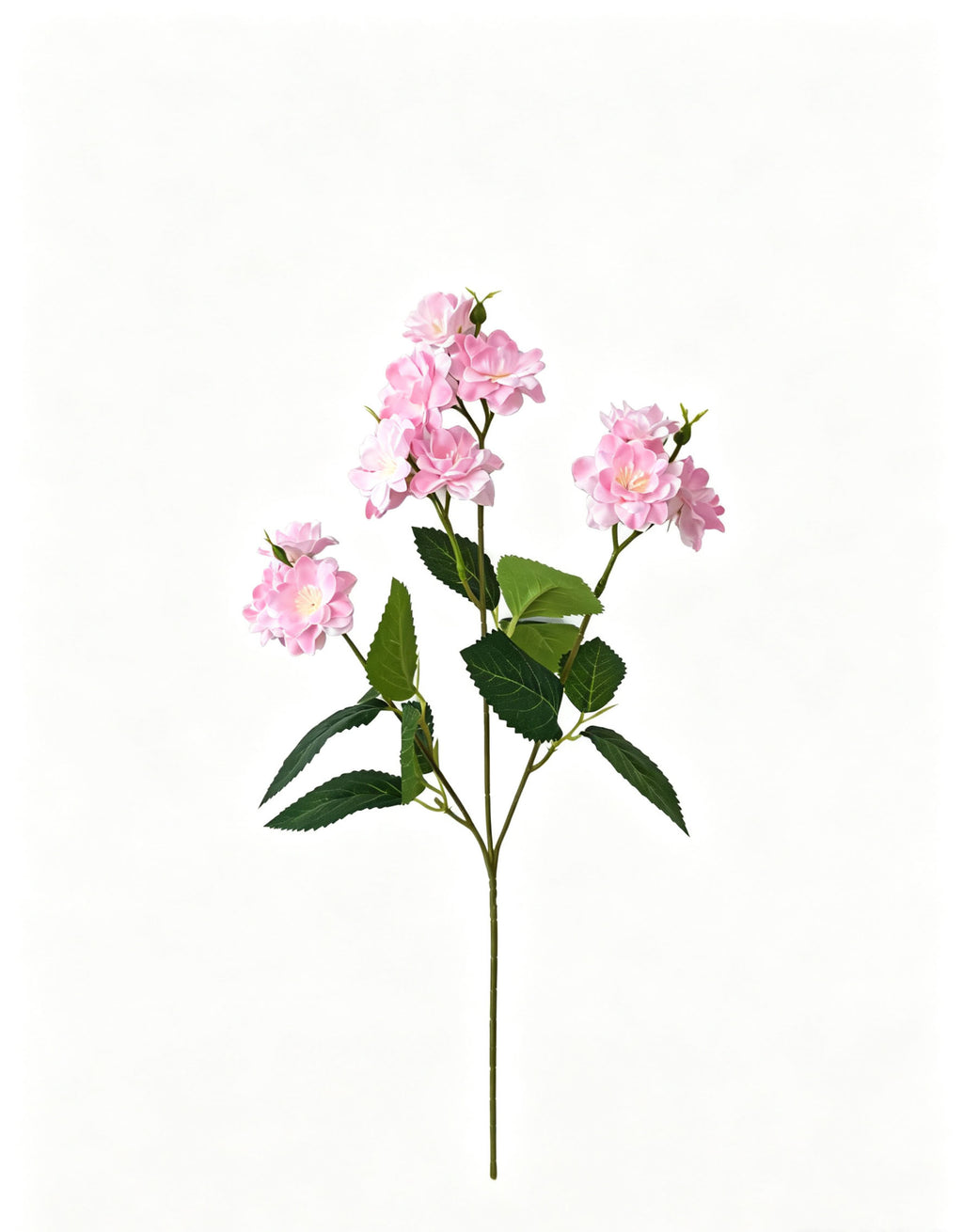 Multi-Bloom Jasmine