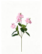 Multi-Bloom Jasmine