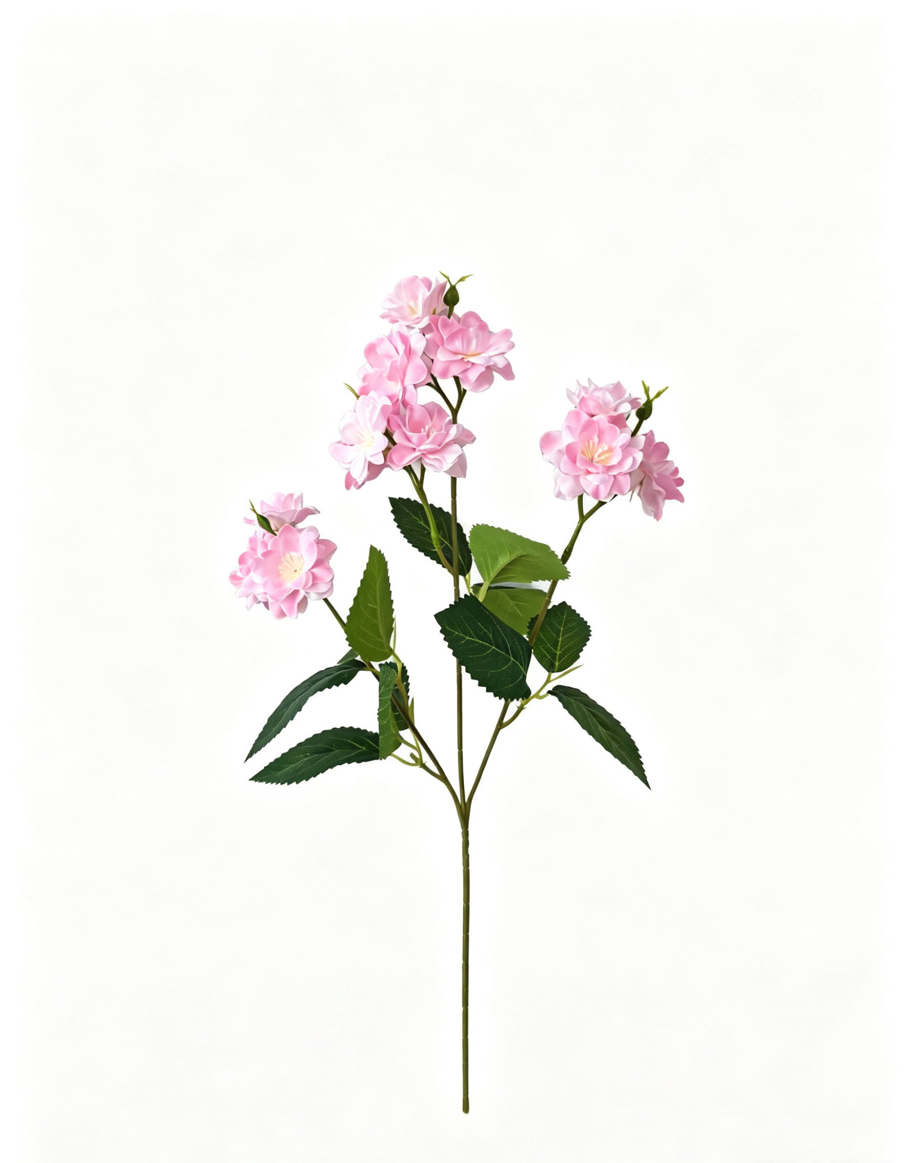 Multi-Bloom Jasmine