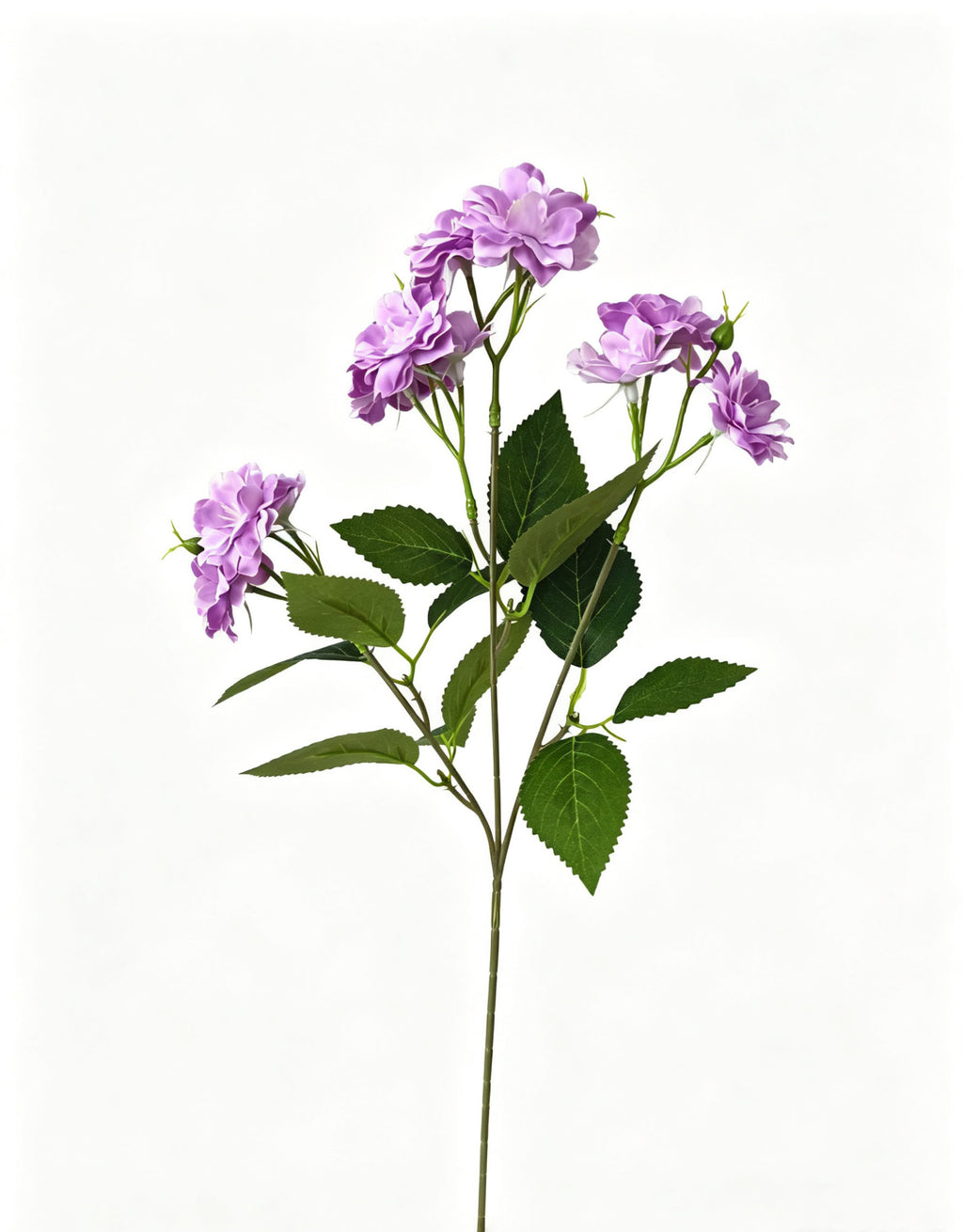 Multi-Bloom Jasmine