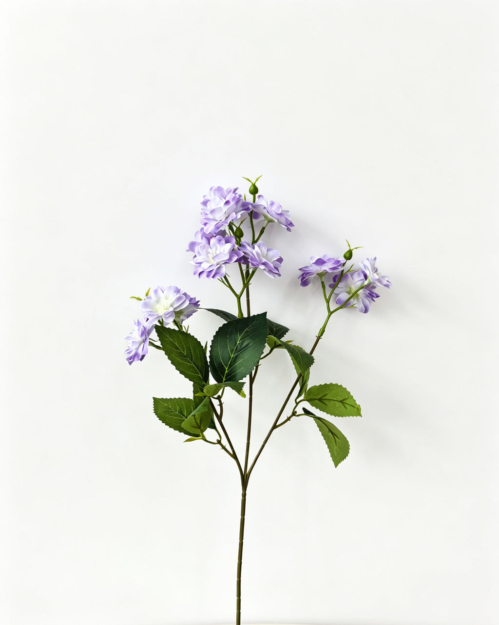 Multi-Bloom Jasmine