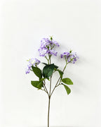 Multi-Bloom Jasmine