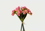 24-Bloom Bundled Tulip